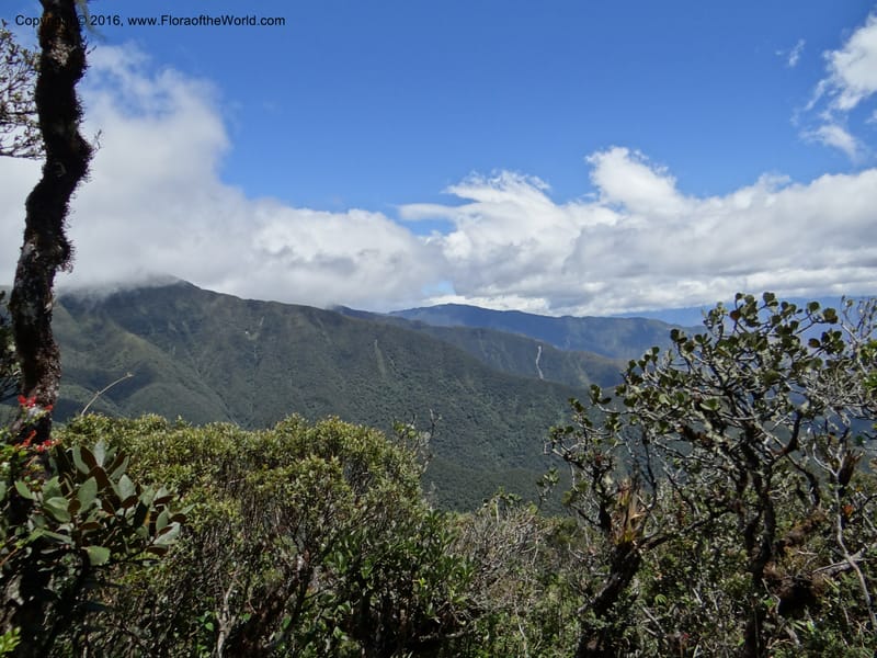 Ecuador. Loja. Podocarpus NP. Cajanuma. 29 Sep 2012. DSC05265 (362).JPG