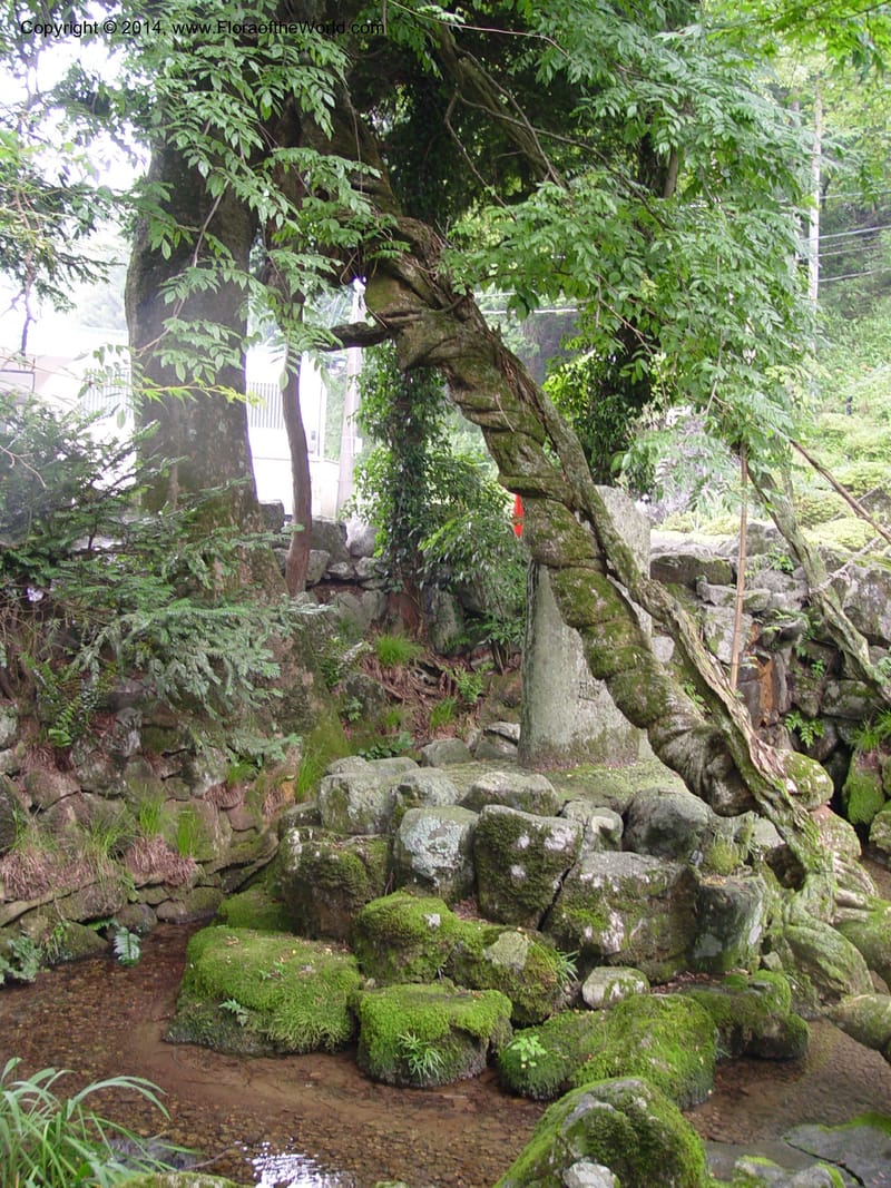 Japan. Seikigahara-cho. Cave and temple.  CD18 Jul 03. 030.jpg