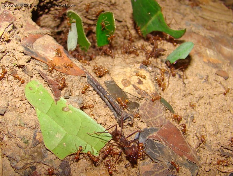 Leaf cutter ants--Peru. Loreto. Dto.Parinari. Qbda Parinari. R.Samiria. 17 Nov 08. 270.jpg