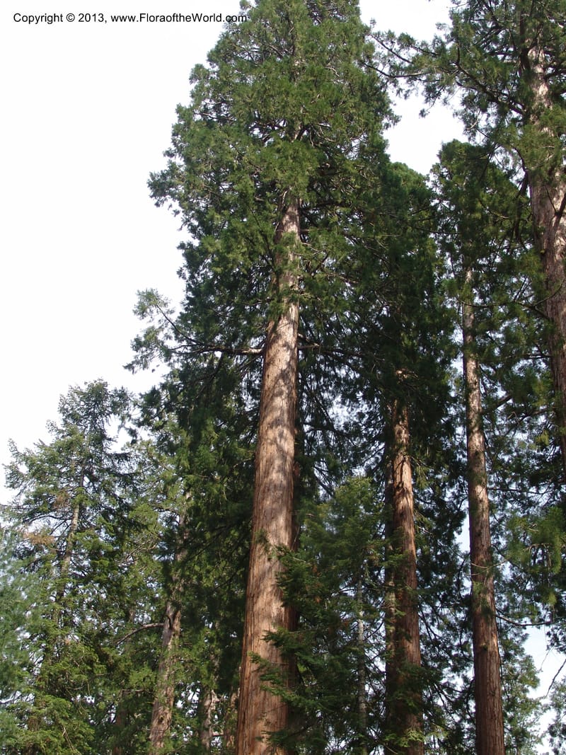 CA. Mariposa Co. Yosemite Nat. Pk. Mariposa Grove. 27 Jun 06. 288.jpg