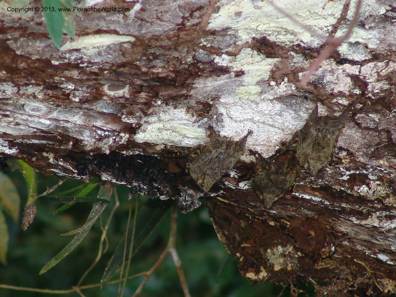 Bats--Bolivia.  Pq. Nal. Madidi. Margin of Laguna Chalalan. 23 Sep 06. 184.jpg