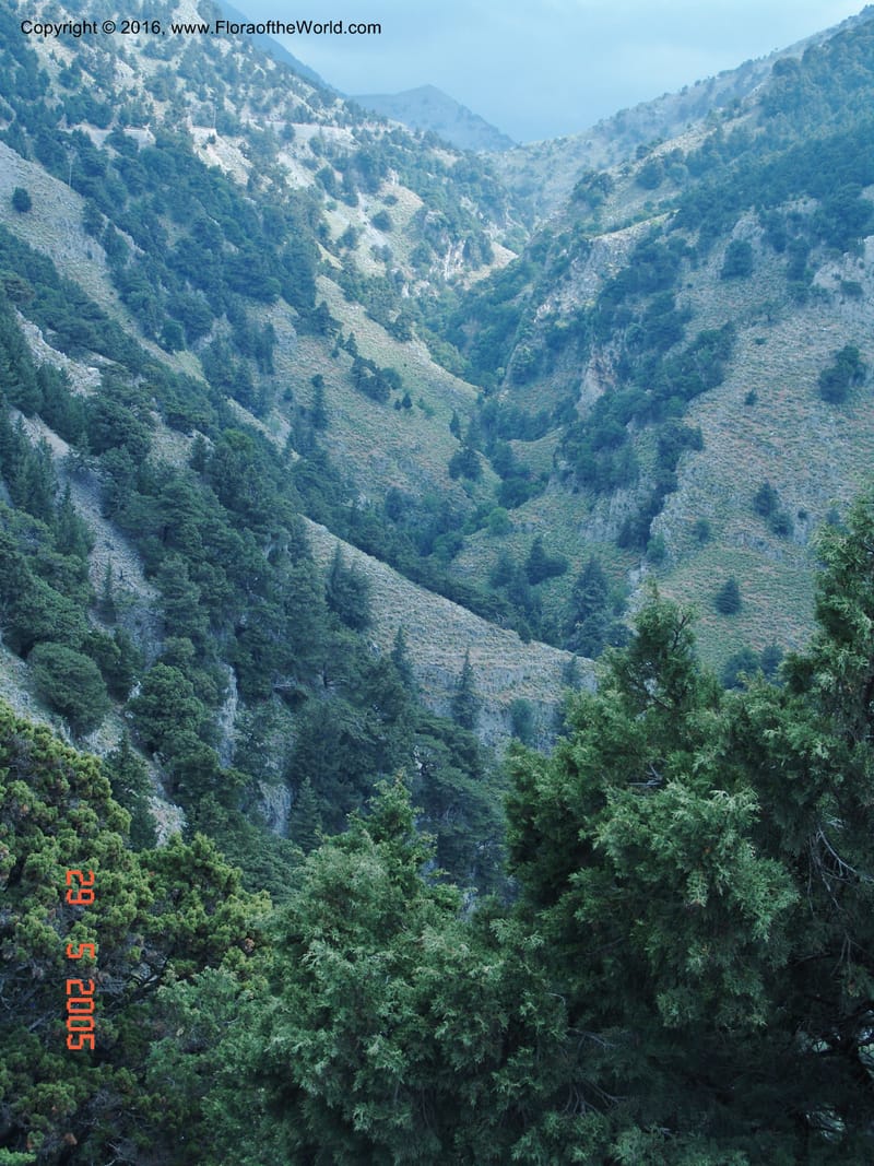 Crete. Imbros Gorge. 29 May 05. 001.jpg