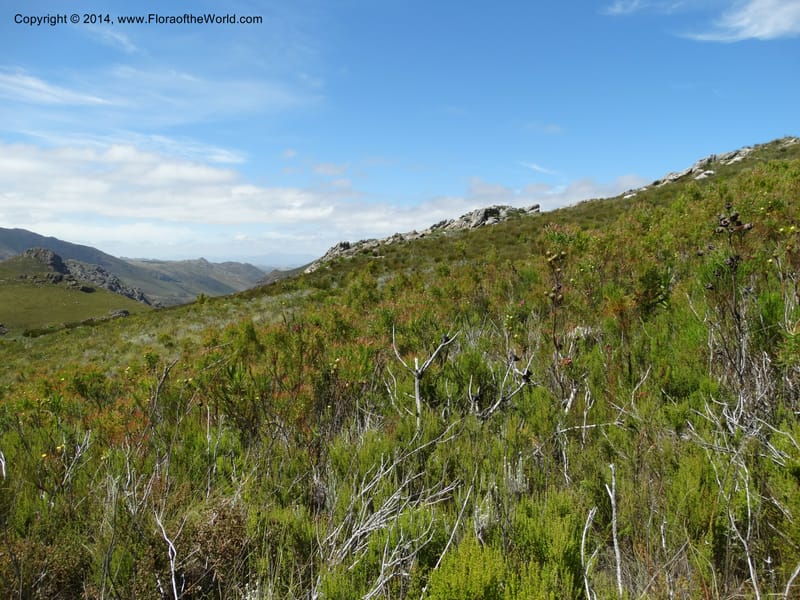 South Africa. Western Cape. Franschhoek Pass. 18 Jan 2014. DSC00120 (63).JPG