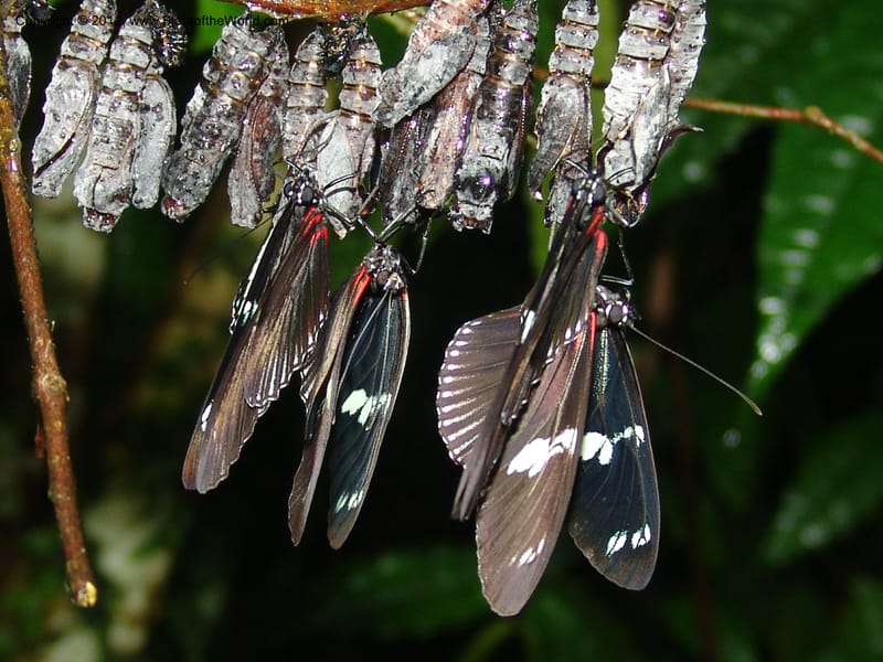 Heliconius--Ecuador. Prov. Pichincha. Reserva Guaycuyacu. 11 Feb 05.  038.jpg