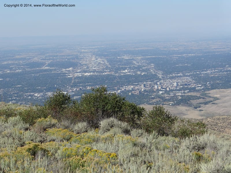 ID. Ada County. Idaho Bird Observ. Lucky Peak. 16 Sep 2013. (56).JPG