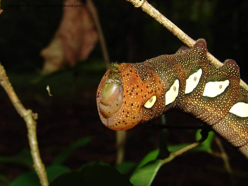 Caterpillar--Ecuador. Edo. Guaya. Manglares Churute Ecol. Res. 21 Mar 06. 231.jpg