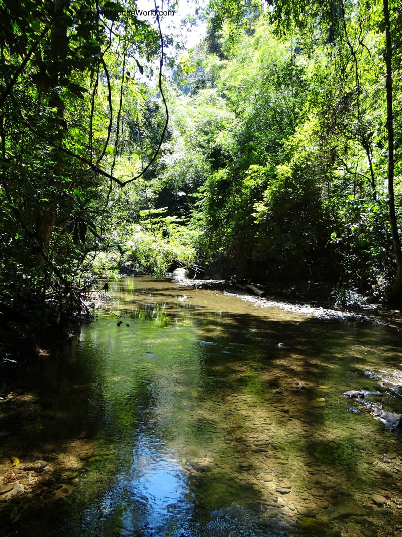 Thailand. Ranong Prov. Klong Naka Wildlife Sanctuary. 14 Nov 2012. DSC09055 (170).JPG