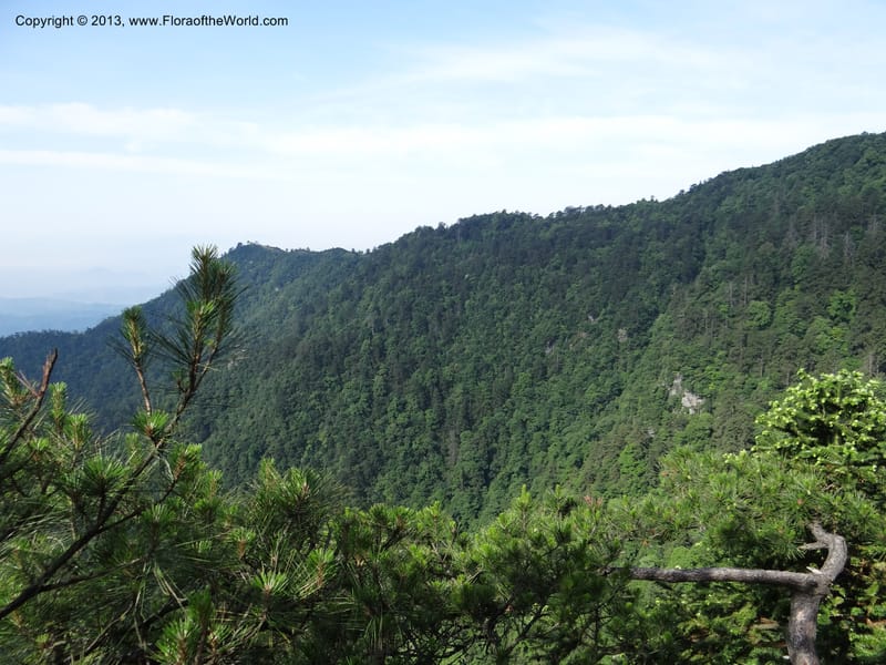 China. Zhejiang Prov. Tian Mu Shan. 29 May 2012. DSC00348 (144).JPG