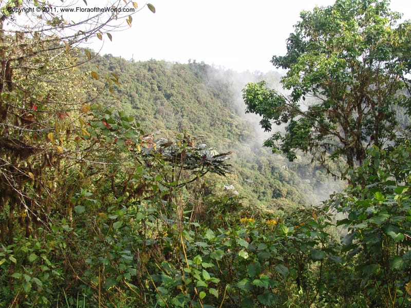 Ecuador. Prov. Pichincha. BellaVista private reserve. 27 Mar 06. 027.jpg