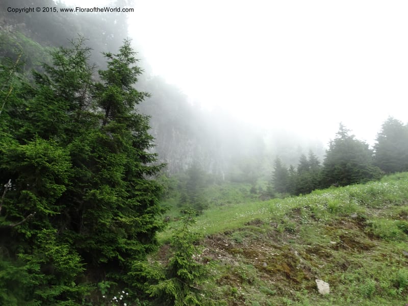 Georgia (Caucasus). Koslitavi, branch of Merisi Gorge. 11 Jun 2014. DSC08456 (464).JPG