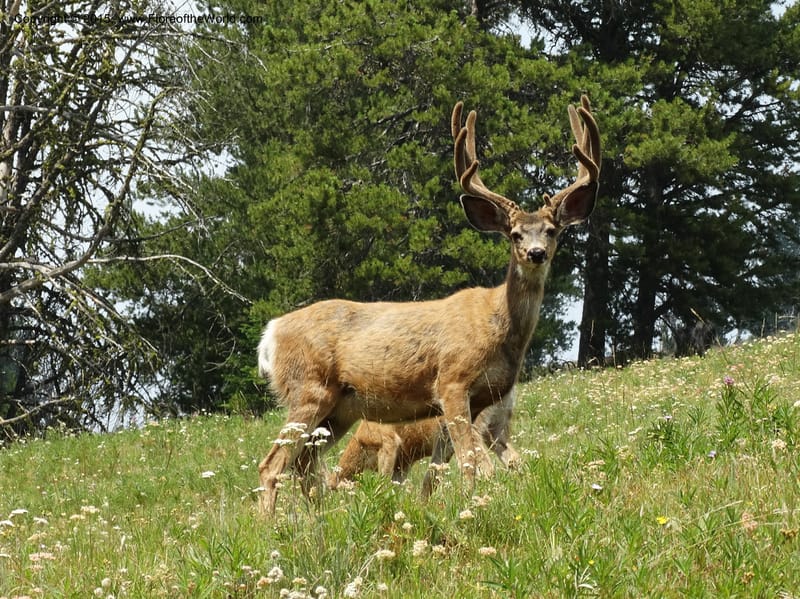 ID. Idaho Co. Seven Devils Campground. 11 Aug 2014. DSC00412 (110).JPG