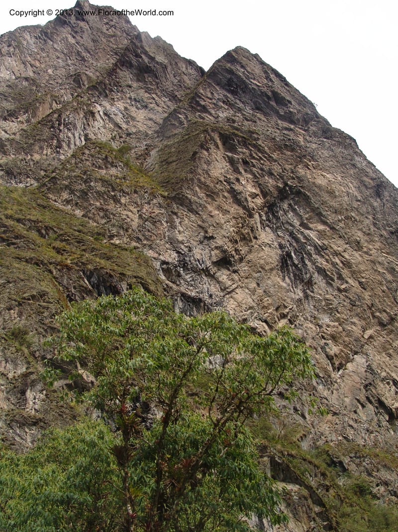 Peru. Cusco. Calca. Lares. Manto. 1 Nov 07. 202.jpg