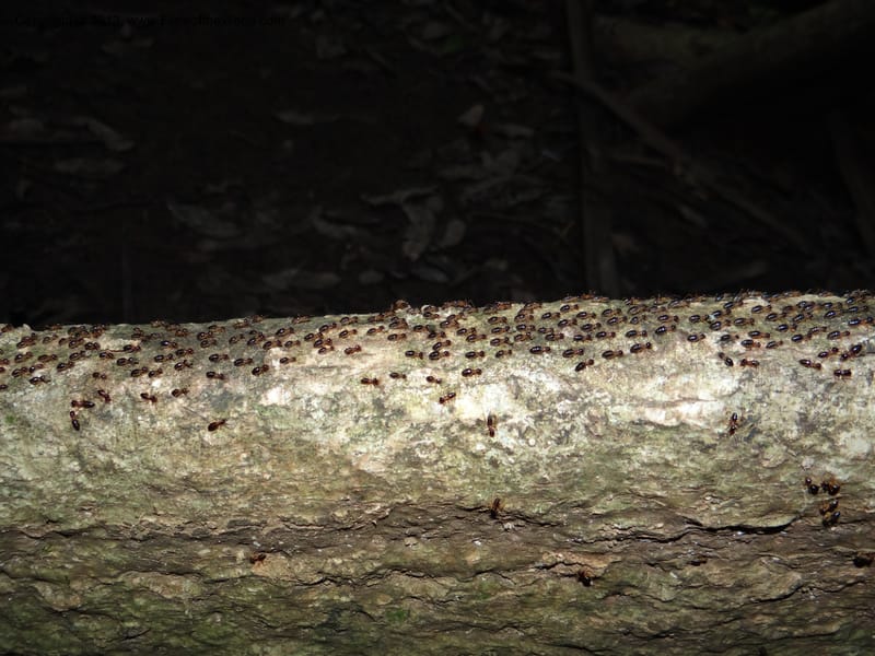 Thailand. Krabi Prov. Tham Sua Cave. 16 Nov 2012. DSC09671 (45).JPG
