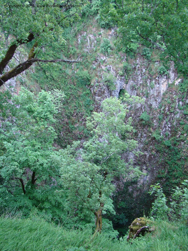 Slovenia. 2 km W of Skocjan on Rd 301. 16 May 08. 009.jpg