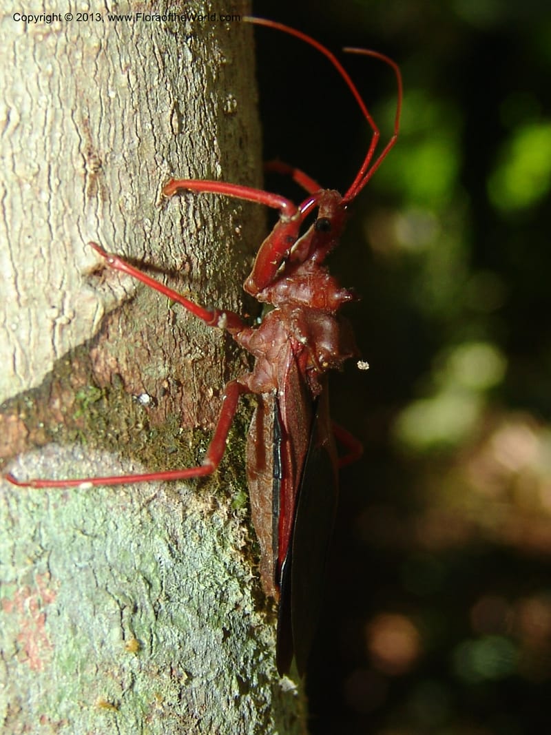 Bug, ugly--Bolivia. Pq. Nac. Madidi. Chalalan. Send. Wabucuru. 30 Nov 04. 025.jpg