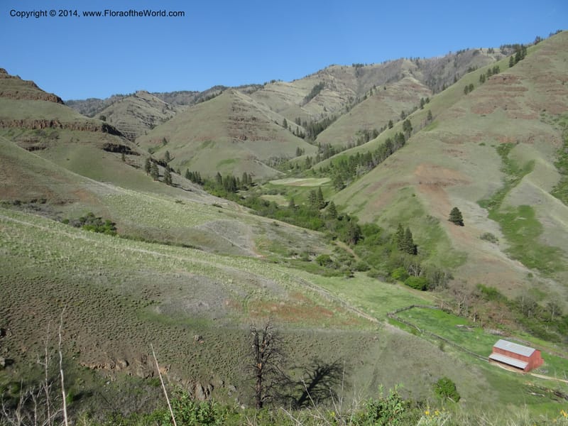 Idaho. Nez Perce Co. China Garden Cr. Red Barn. 7 May 2013. DSC03987 (1).JPG