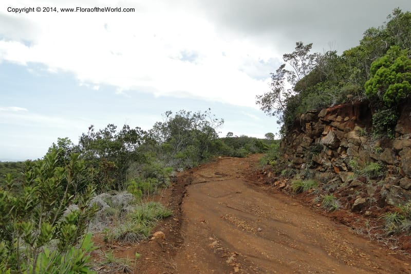 New Caledonia. Mine St. Louis Boulinda. 18 Feb 2011. 172.jpg