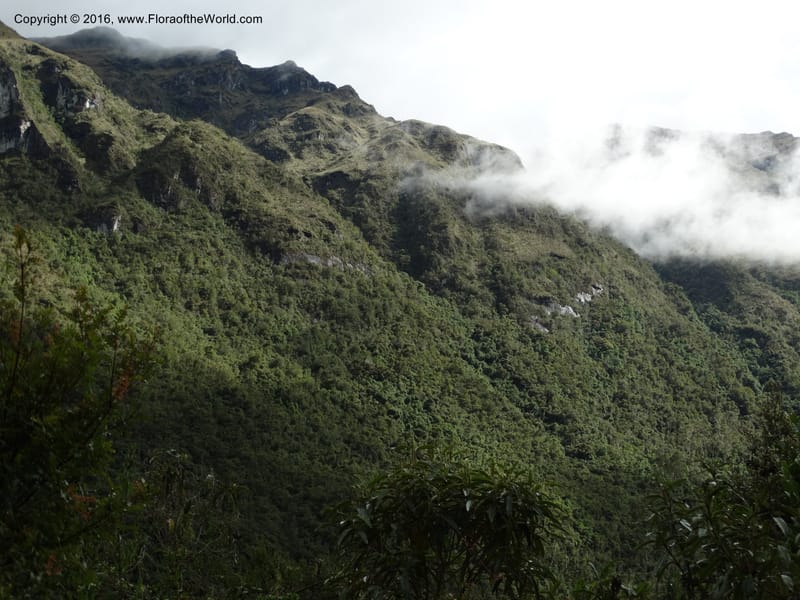Ecuador. P. N. Cajas. 27 Apr 2015. DSC03385 (92).JPG