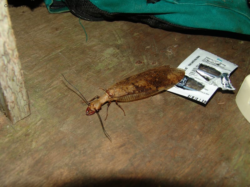 Ecuador.  Prov. Pichincha. Res. Guaycuyacu. 10 Feb 05. 010.jpg