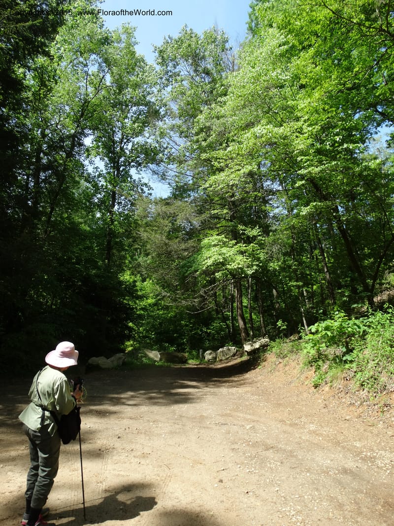 South Carolina. Oconee Co. Brasstown Cr. 19 May 2015. DSC06413 (56).JPG