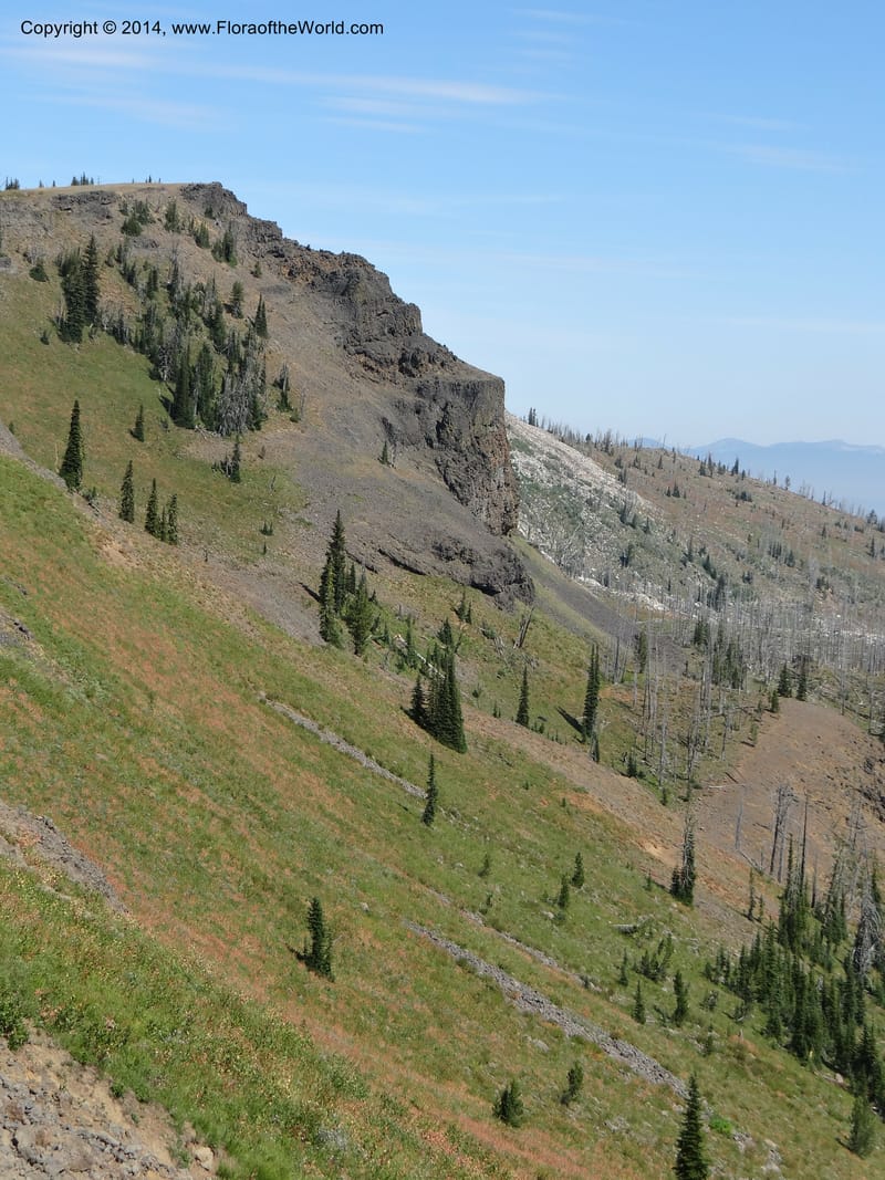 ID. Idaho Co. Lava Ridge Trail. 21 Aug 2013. DSC07258 (86).JPG