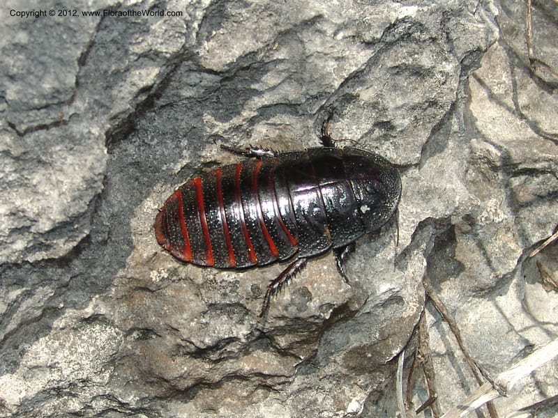 Pill bug--Madag. Prov. Toleara. La Table. 14 Jan 06. 086.jpg