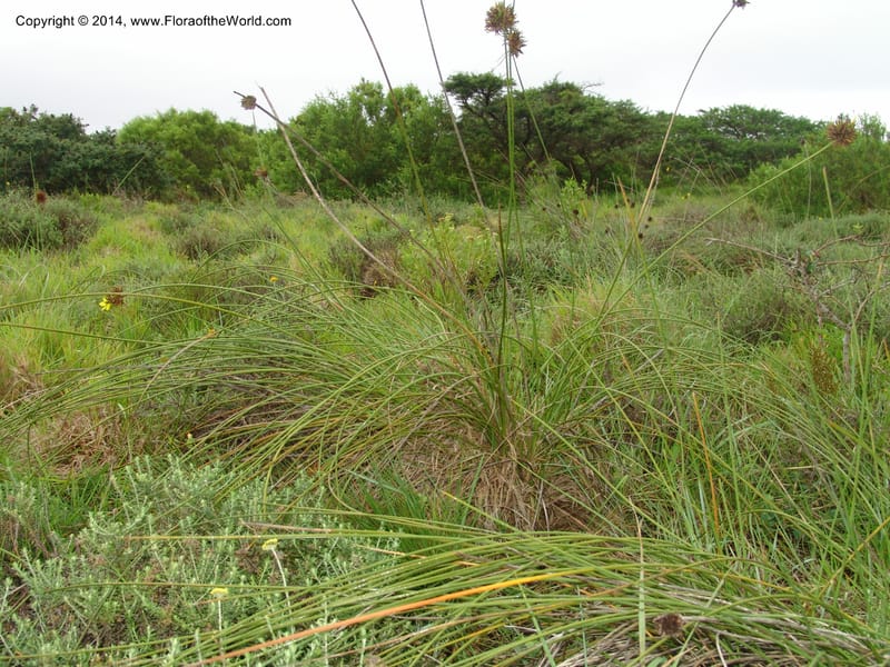 Bobartia gracilis. So.Africa. E. Cape. Kap Riv. Nat. Res. 7 Mch 05. 095.jpg