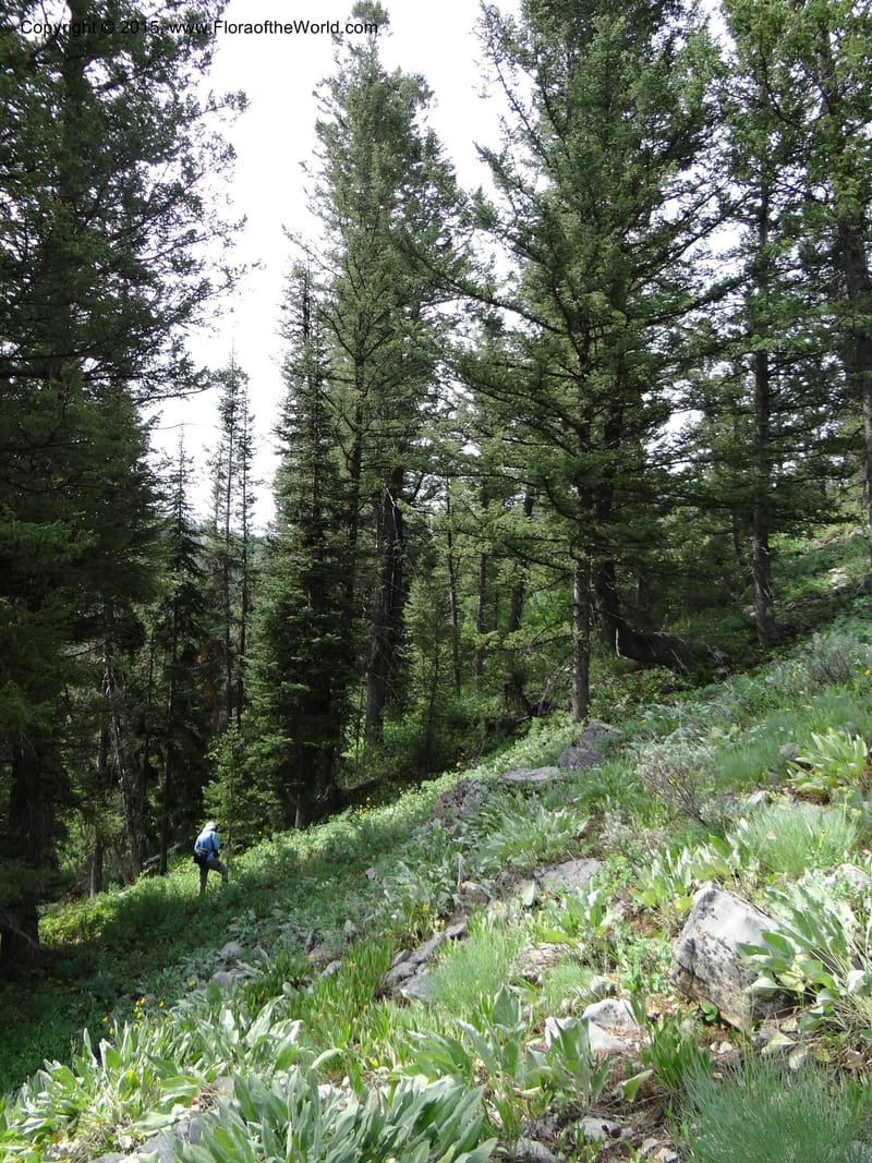 ID. Bear Lake Co. Mt. Sherman. 13 Jul 2012. DSC03473 (123).JPG
