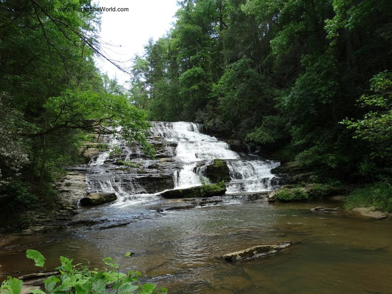 South Carolina. Oconee Co. Brasstown Cr. 19 May 2015. DSC06413 (183).JPG
