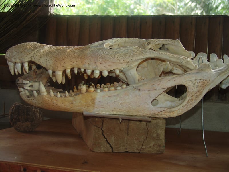 Melanosuchus niger--Peru. Edo. Madre de Dios. Reserva Amazonica. 23 Oct 05. 018.jpg