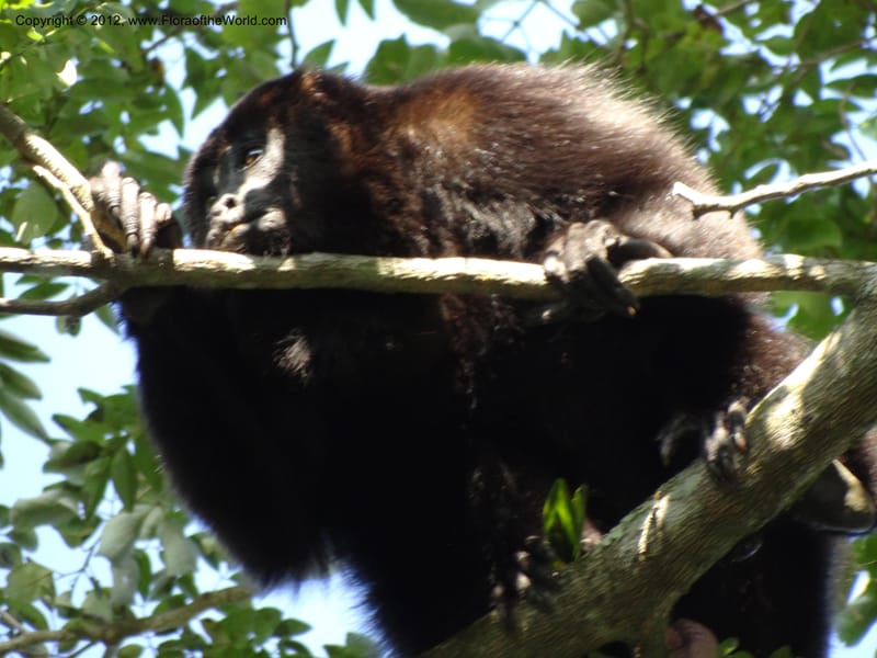 Howler monkey--Mexico. Chiapas. Bajlum Pakal. 16 Feb 2012. DSC02400 (68).JPG