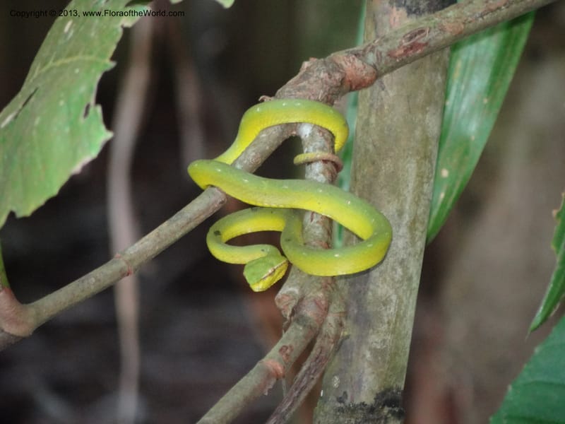 Malaysia, Sarawak. Bako Nat. Park. Beach. 31 Mar 2012. DSC06362 (77).JPG