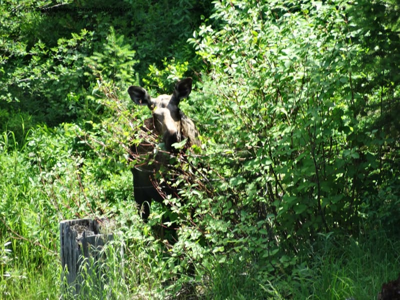 Idaho. Valley Co. Payette Lake. Sylvan Reservoir. 13 Jul 2014. DSC09715 (10).JPG