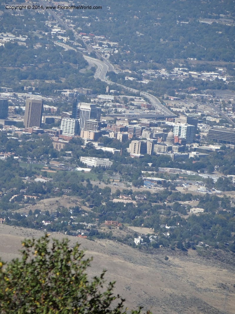 ID. Ada County. Idaho Bird Observ. Lucky Peak. 16 Sep 2013. (58).JPG