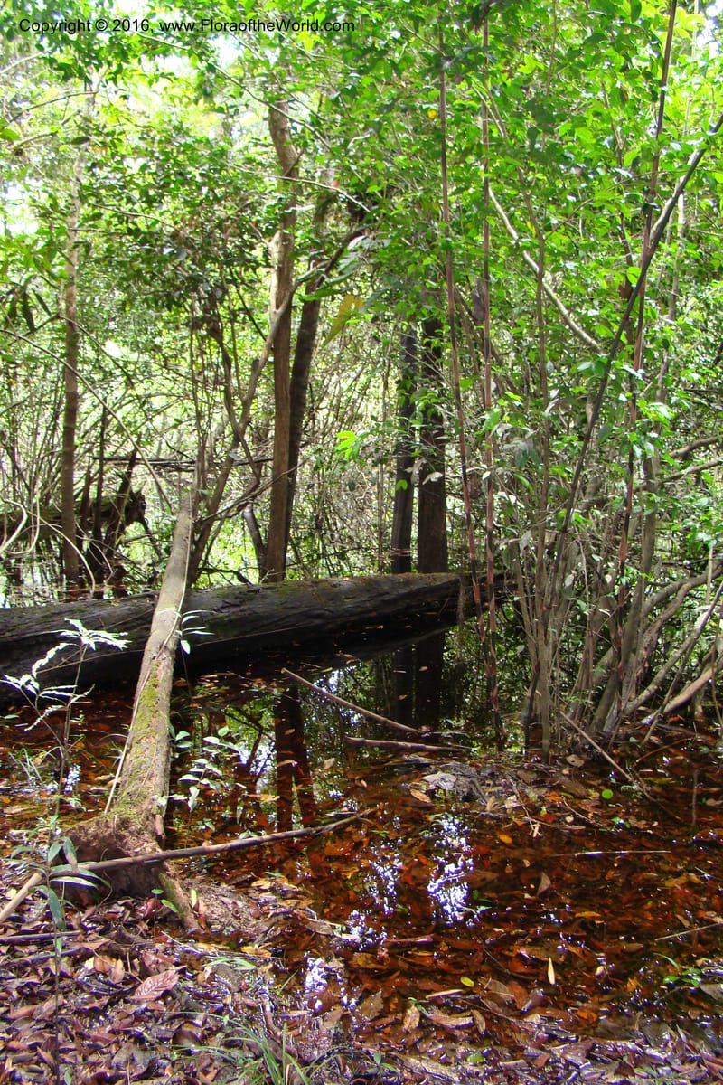 Peru. Loreto. Dist. Nauta. Miraflores, Rio Tigre. 10 Nov 08. 536.jpg
