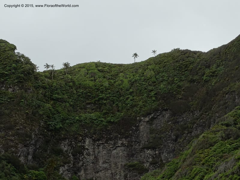 Chile. Juan Fernandez. Mirador Selkirk. 23 Feb 2015. DSC09106 (192).JPG