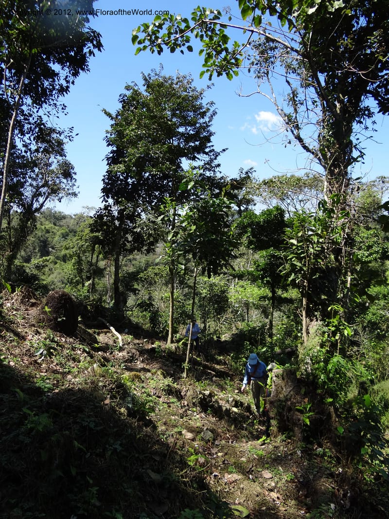 Mexico. Chiapas. El Ocote. 23 Feb 2012. DSC03244 (86).JPG