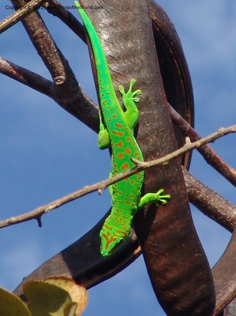 Lizard on Delonyx fruit--Madag. Orangea For. Res. near Antsiranana. 5 Nov 06. 573.jpg