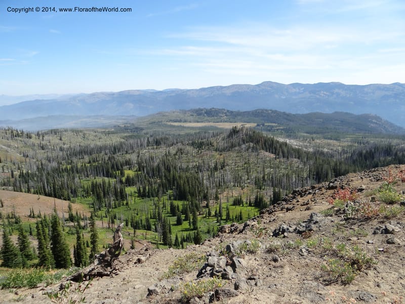 ID. Idaho Co. Lava Ridge Trail. 21 Aug 2013. DSC07258 (88).JPG