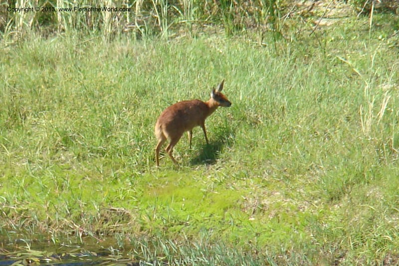 Grys buck--South Africa. Cape Prov. Kogelberg Nat. Res. 20 Jan 09. 091.jpg
