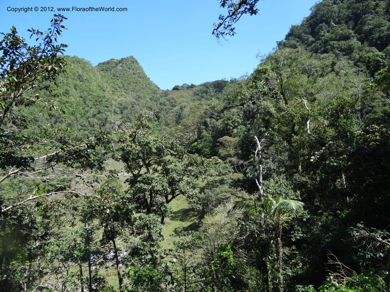Mexico. Chiapas. El Ocote. 23 Feb 2012. DSC03244 (84).JPG