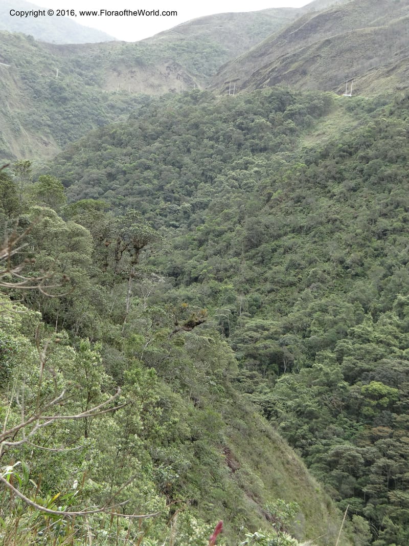 Ecuador. Zamora-Chinchipe. San Francisco Habitat (6).JPG