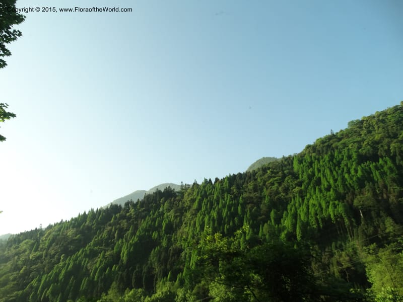 China. Sichuan. Emei Shan. 16 May 2014. DSC06936 (130).JPG