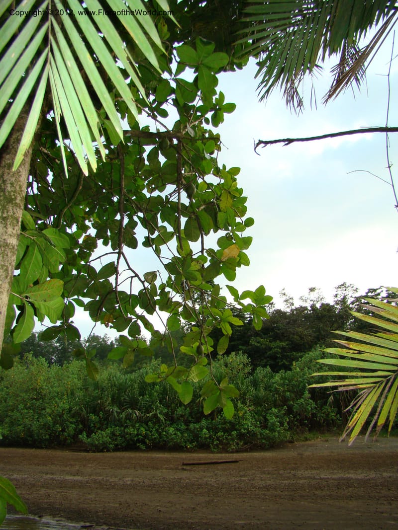 Costa Rica. Puntar. P. Osa. Rincon de Osa. 15 Apr 08. 144.jpg