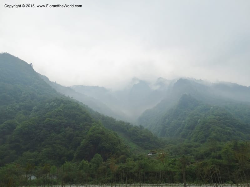 China. Sichuan. LuJing Valley. XiHe Stream. 13 May 2014. DSC06236 (50).JPG