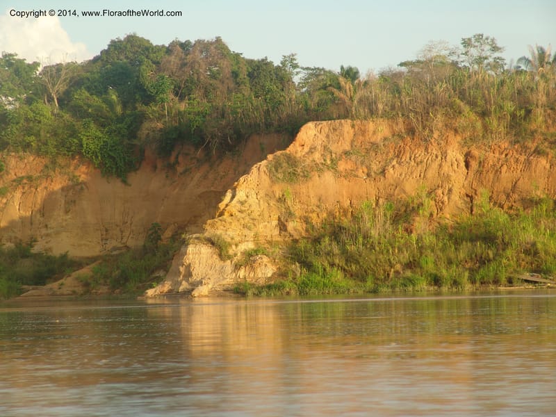 Rio Madre de Dios--Peru. Edo. Madre de Dios. 22 Oct 05. 317.jpg