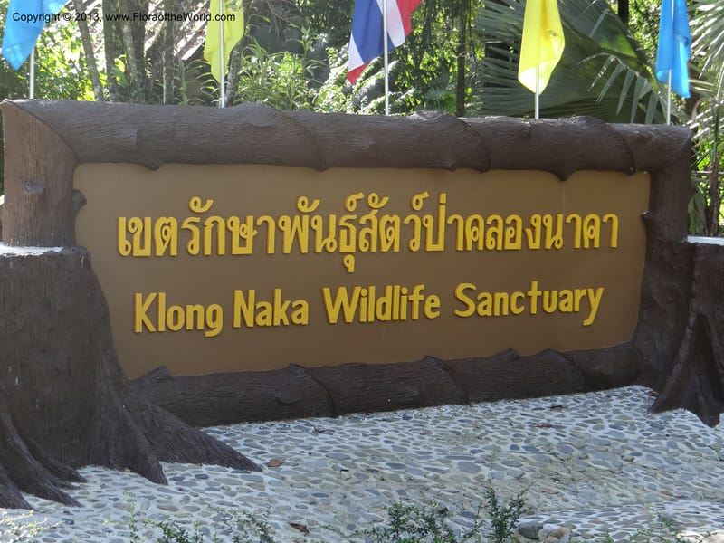Thailand. Ranong Prov. Klong Naka Wildlife Sanctuary. 14 Nov 2012. DSC09055 (2).JPG