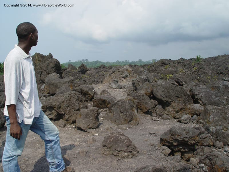 Cameroon. Mt. Cameroon. Recent lava flow. 6 Dec 03.012.jpg