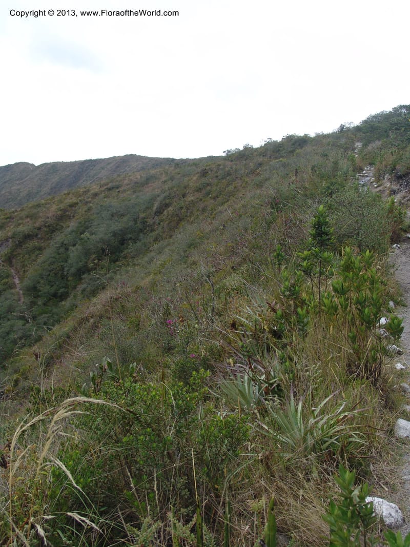 Ecuador. Prov. Imbabura.Laguna Cuicocha. 13 Sep 07. 069.jpg