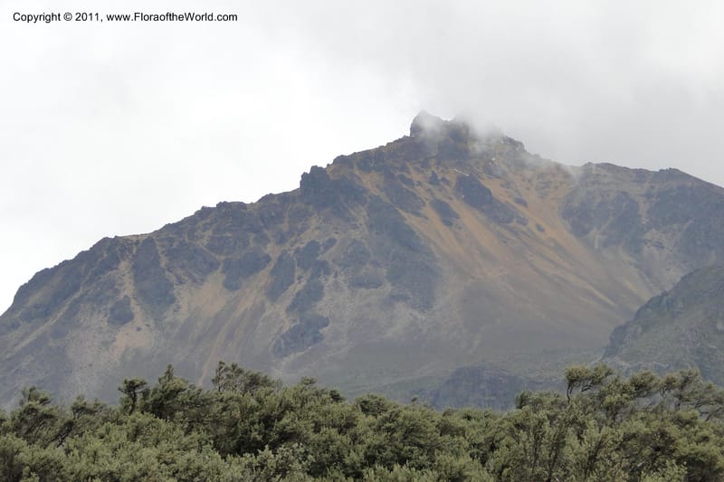 Ecuador. Pichincha. Res. Ecol. Ilinizas. 4 June 2011. 320.jpg